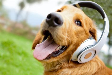 Do Dogs Listen to Music? And Can They Tell If It's Jazz or Just Noise?